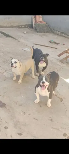 Fêmeas América Bully com pedigree