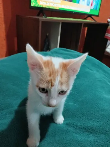 DOAÇÃO DE GATOS FILHOTES