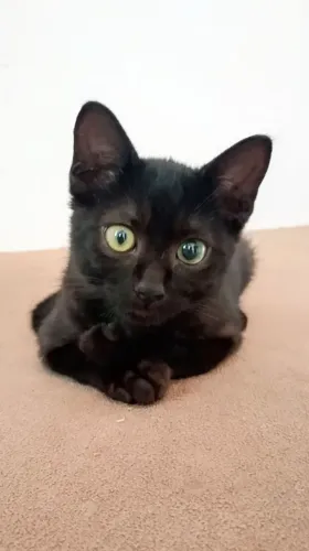 Doa-se gata