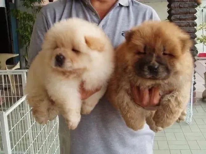 Filhotes De Chow Chow - Pequenos Anjos De Quatro Patas Em Busca De Um Lar