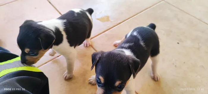 Filhotes de Fox paulistinha