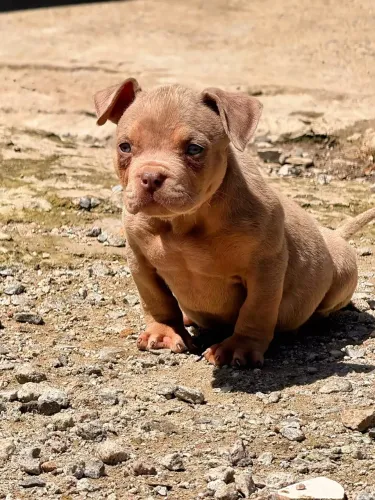 PitMonster filhotes