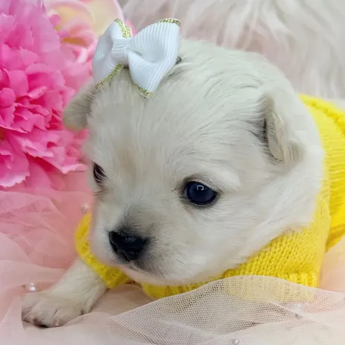 Chihuahua Pelo Curto | Iluminado e absolutamente apaixonante  