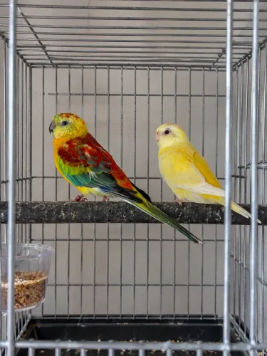 Gaiola