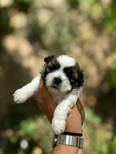 SHIH TZU MINI