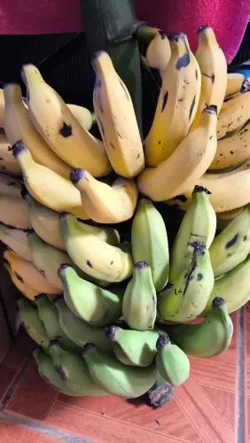 Vendo banana em cacho 
