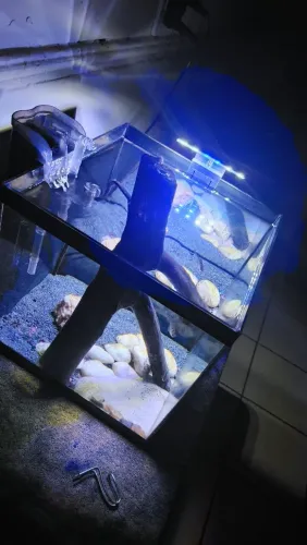 Aquário montado 30L