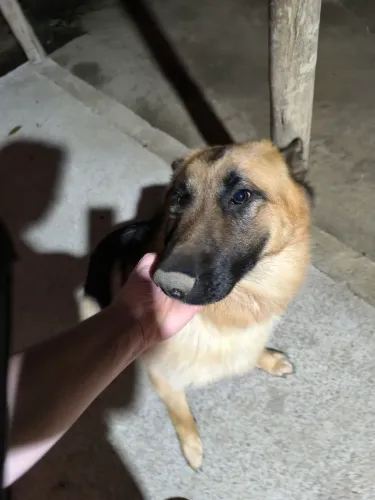 Pastor alemão fêmea 9 meses
