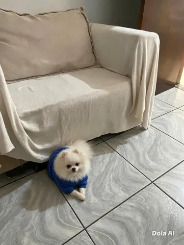 Cobertura disponível - Lulu da pomerânia