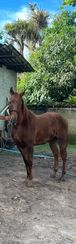 Neto do Holland jeck 40.000