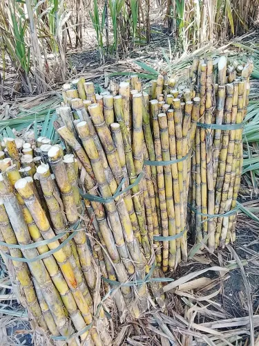 Cana para caldo 1,90 cada cana e a cada 100 cana voce 10 cana de blide..