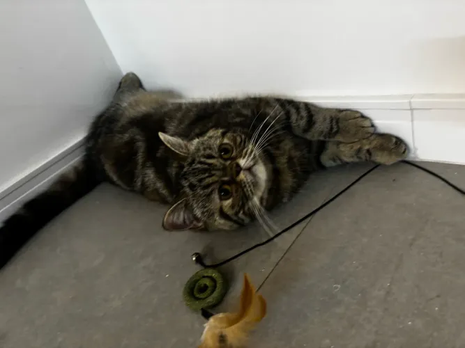 Gata persa exótica 7 meses