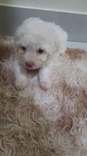 Vendas filhote Poodle