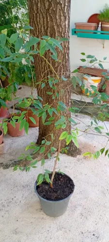 Pé de eucalipito cloeziana.