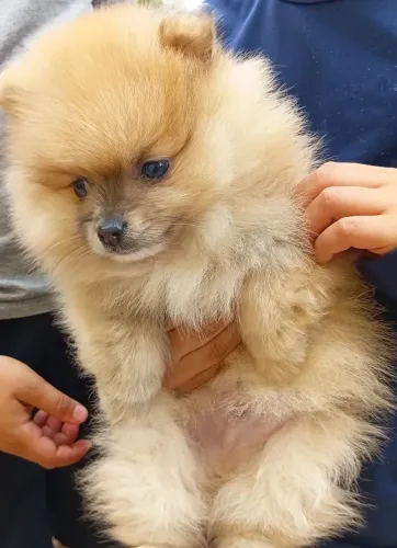 Spitz Alemão (lulu da Pomerânia) filhotes 3 mês