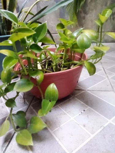 Vende se plantas