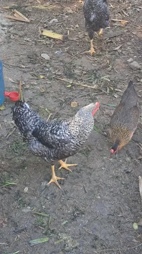 Galo carijo e caipira.