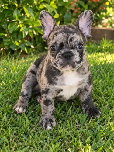 Lindos filhotes machos de buldogue francês