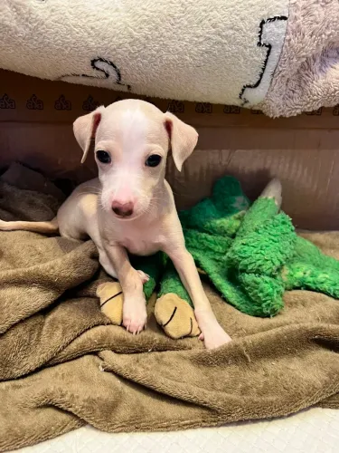 Doação de Galgo Italiano