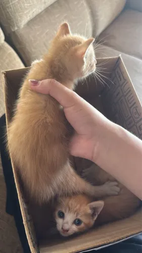 Gatos para doação 