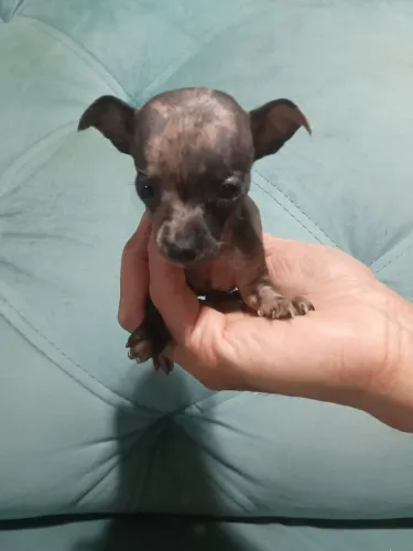 Pinscher zero