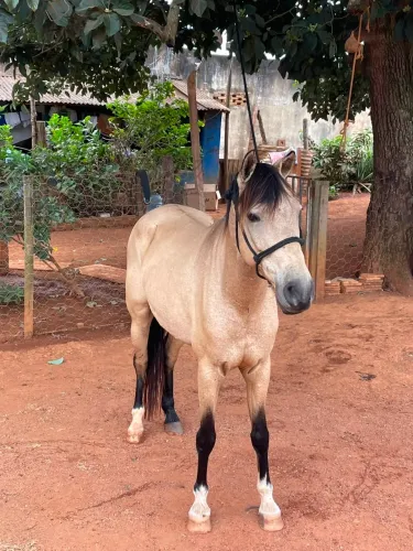 Cavalo baio