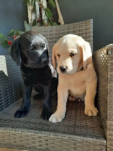 Labrador lindo filhote