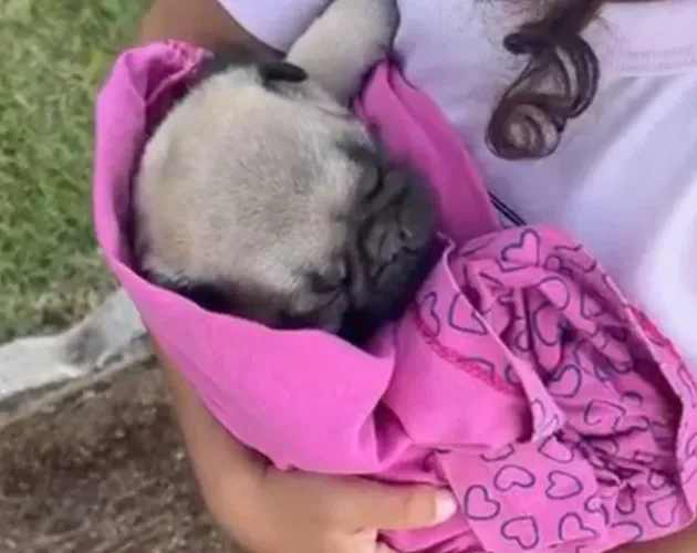 Cachorro