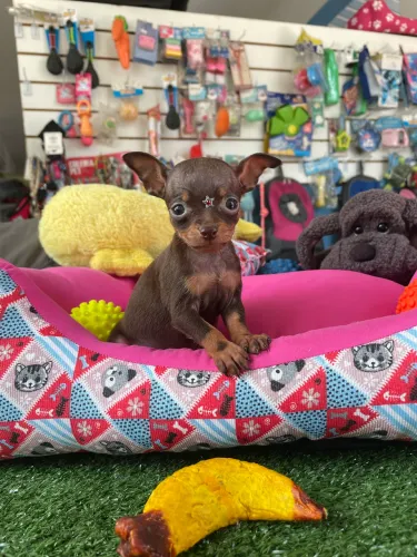 Pinscher fêmea linhagem chocolate miniatura $2.900,00