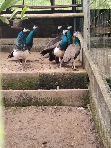 Galinhas
