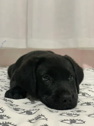 LABRADOR, DOAÇÃO!!