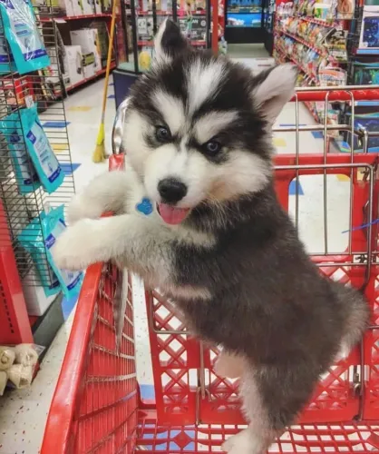 Husky Siberiano - Um Campeão Pronto Para Ser Seu