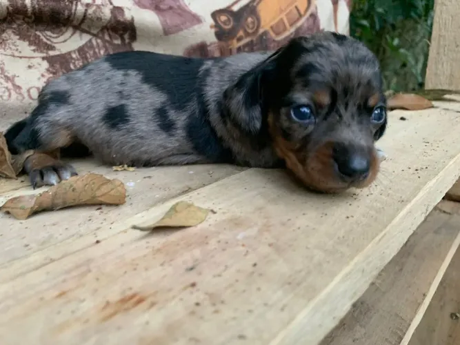 Daschund mini