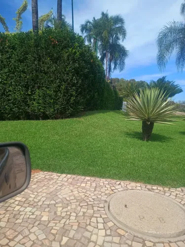 Murta direto do produtor apartir de 2 reais a unidade
