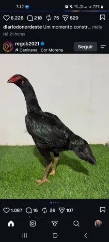 Dispenso curiosos
