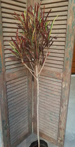 Croton fita