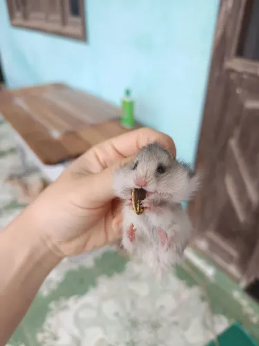 Hamster sírio angorá em Maceió e Paripueira 