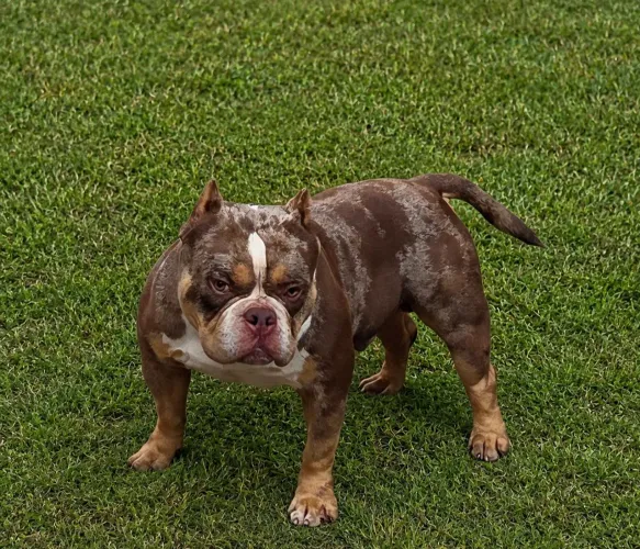 American Bully - Coberturas de Padreador