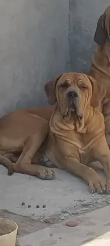 Fila brasileiro 