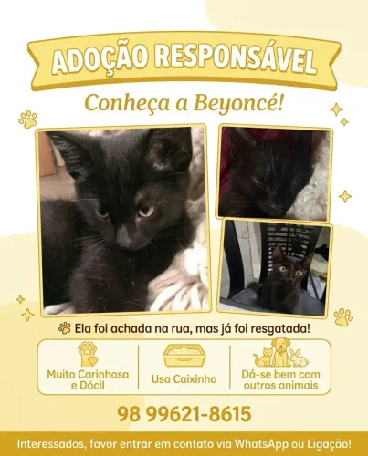 Doação de gatinho