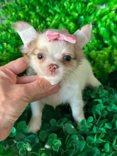 Chihuahua Pelo longo