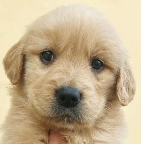 Leve um golden retriever para casa fofura disponível 