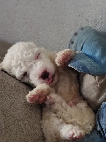 Filhote de poodle pedigree