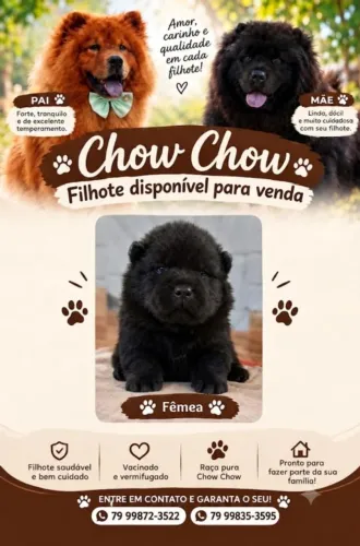 VENDO FILHOTE DE CHOW-CHOW RAÇA PURA
