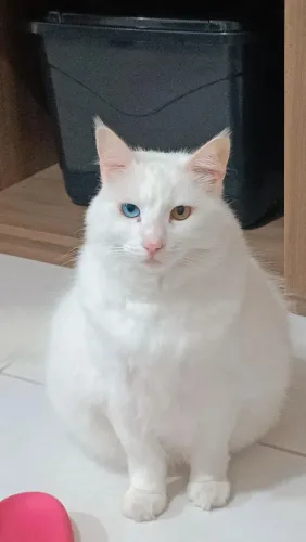 Doação de gatos
