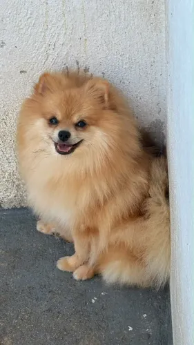 Ele vai deixar seus dias mais felizes