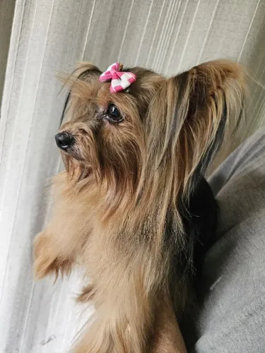 Vendo fêmea de yorkr