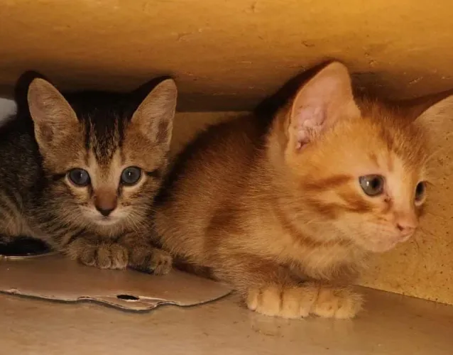 Gatos filhotes para doação.