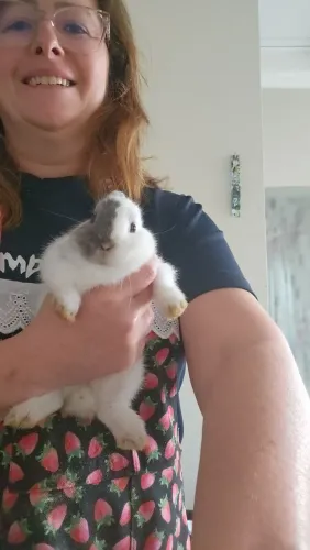 Coelho mini anao