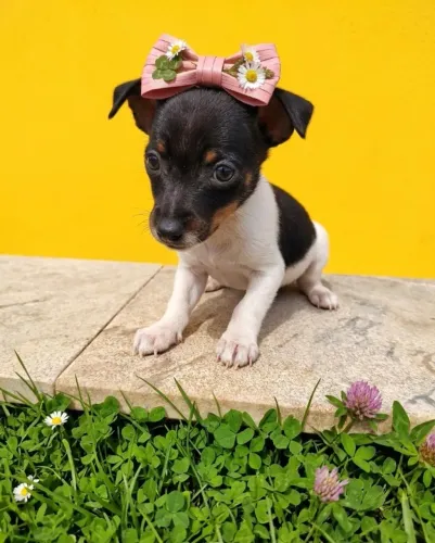 Filhotinha Cheia de Carinho